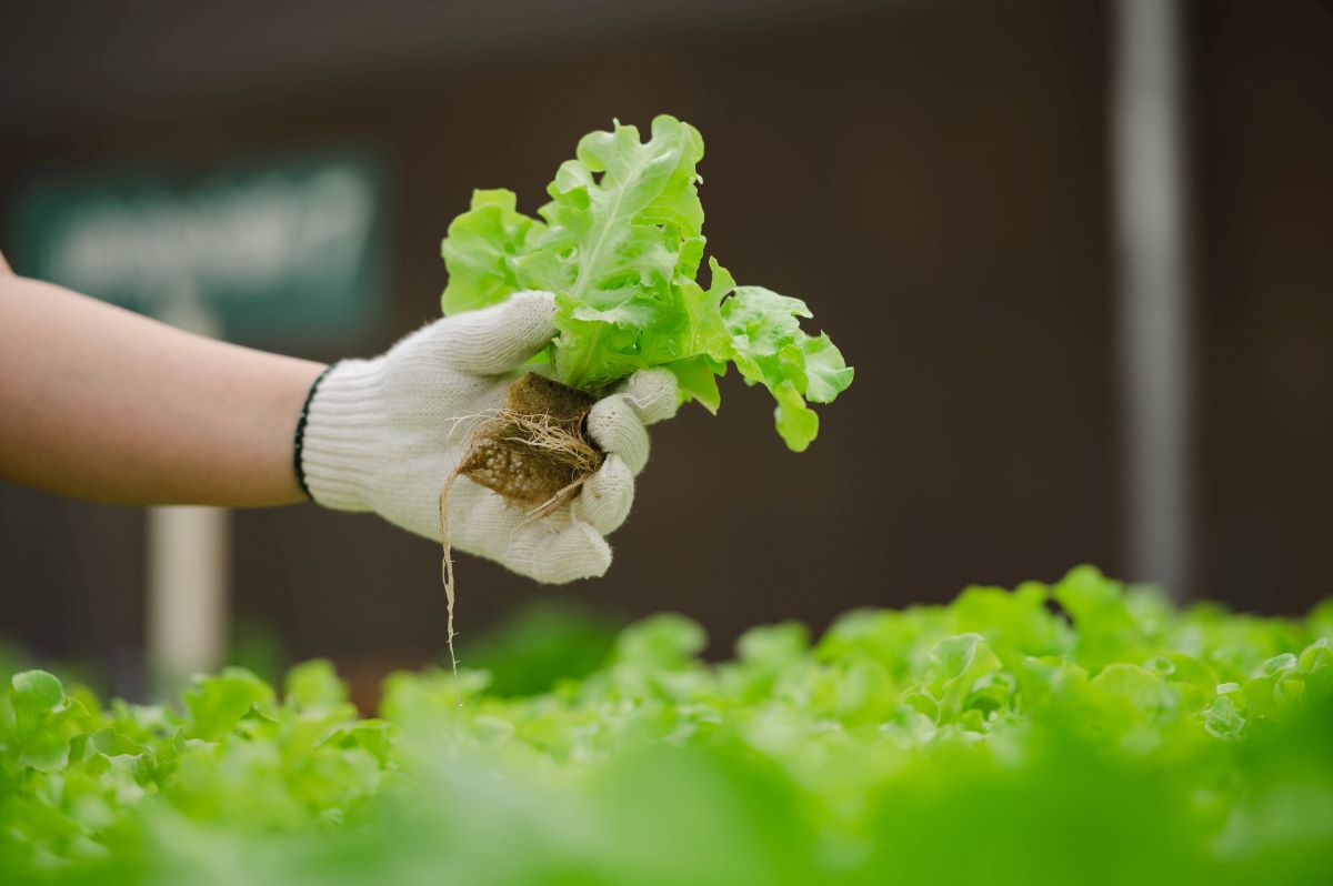 Evde Topraksız Tarım