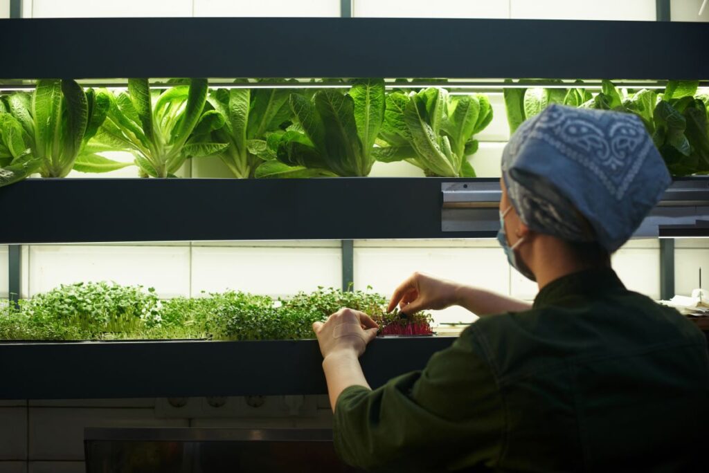 topraksız tarım rehberi