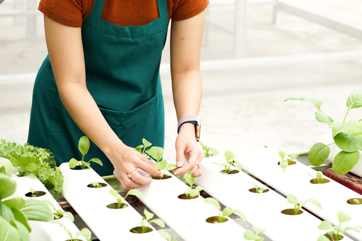 topraksız tarım rehberi