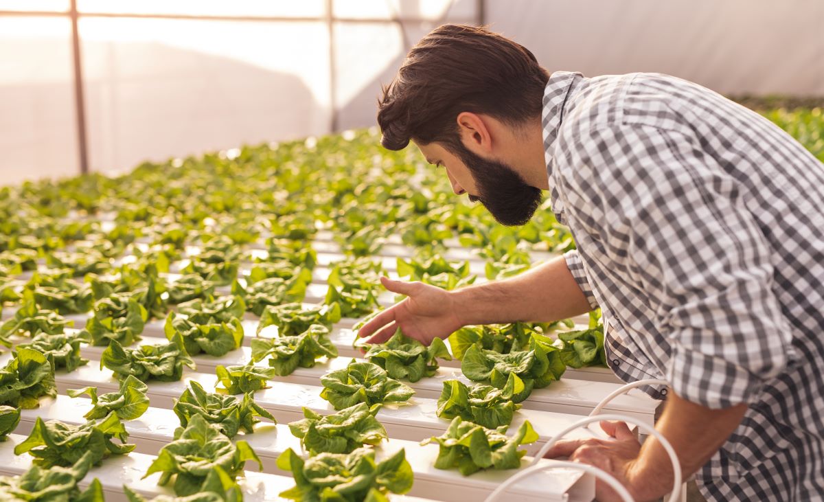 slug hidroponik tarım