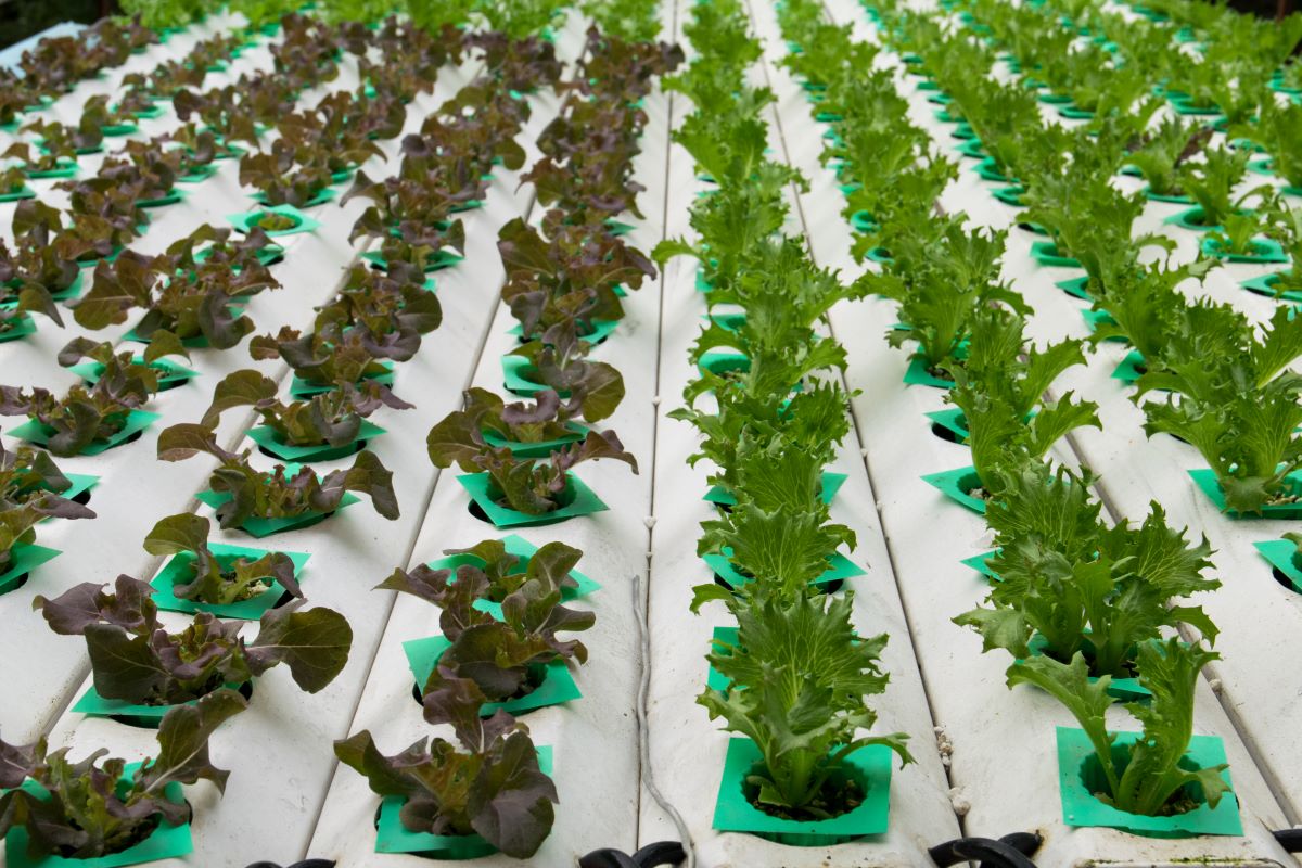 slug hidroponik tarım