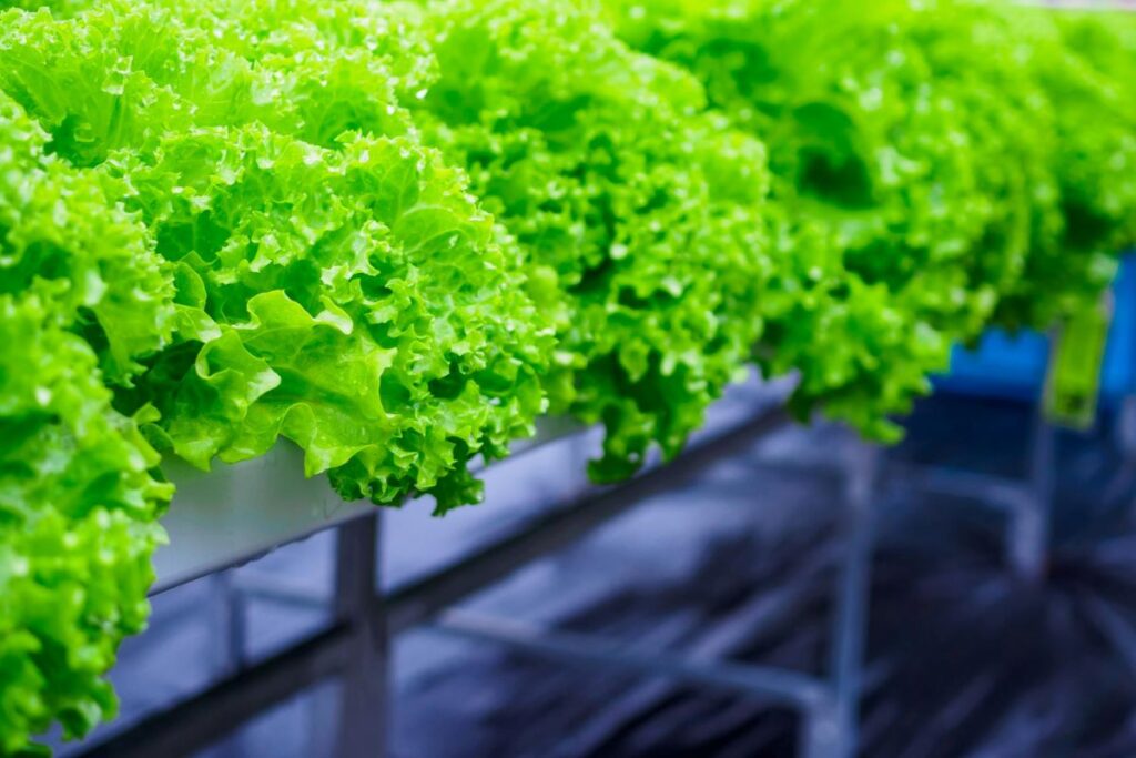 evde topraksız tarım için başlangıç rehberi