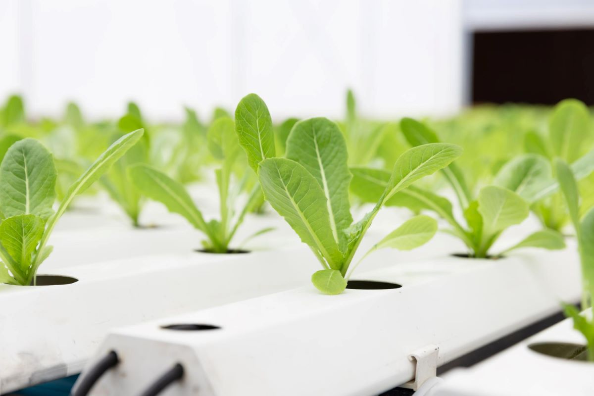 evde topraksız tarım için başlangıç rehberi