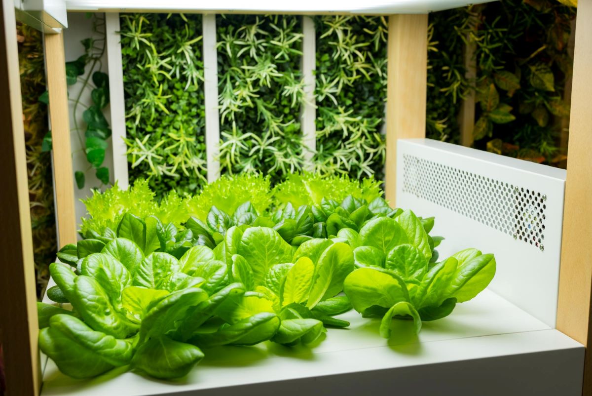 evde topraksız tarım için başlangıç rehberi