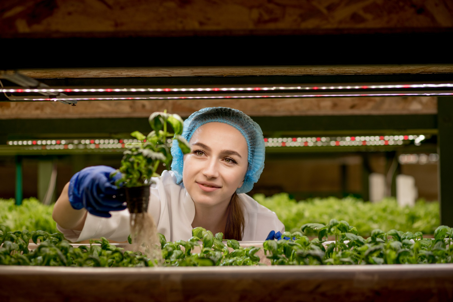 Topraksiz-Tarim-Siradisi-Bahceler