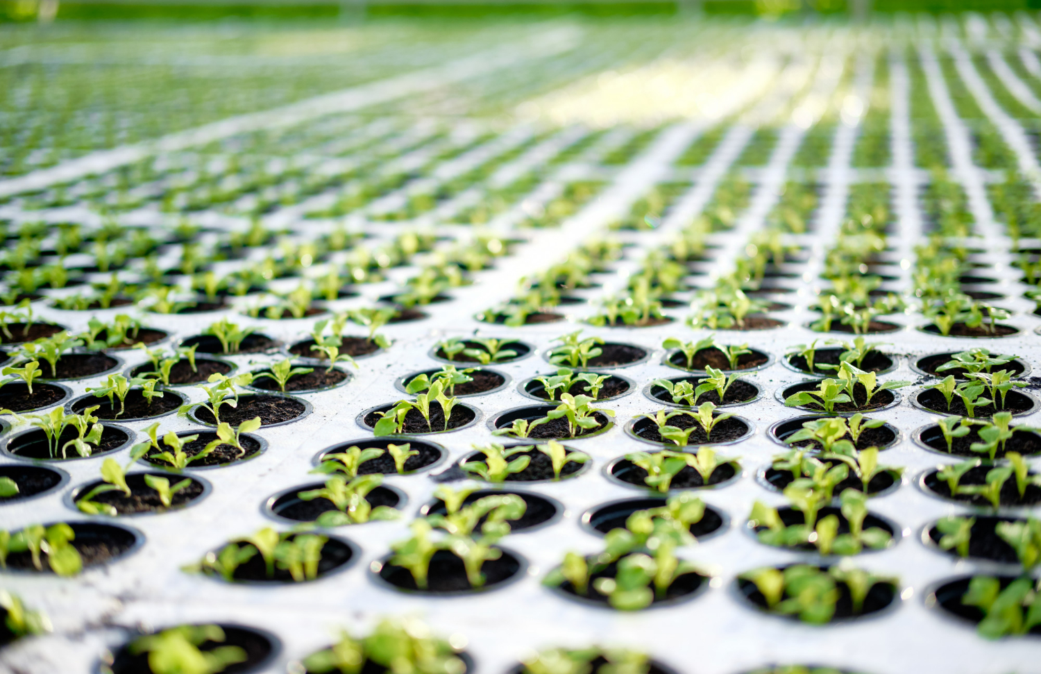 Topraksiz-Tarim-Siradisi-Bahceler-