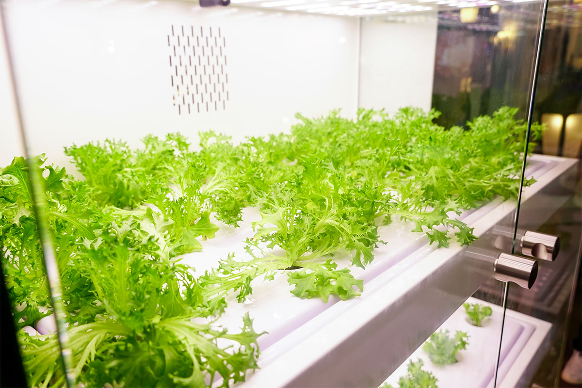 evde topraksız tarım başlangıç rehberi