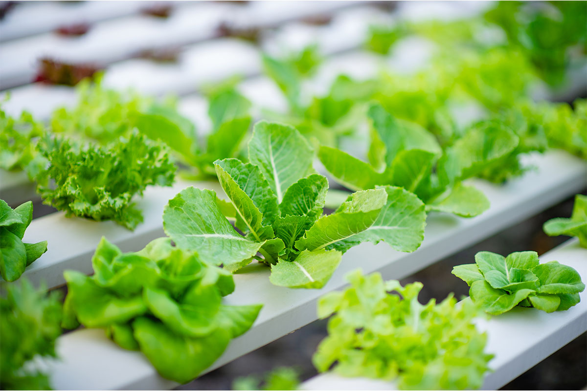 evde topraksız tarım başlangıç rehberi